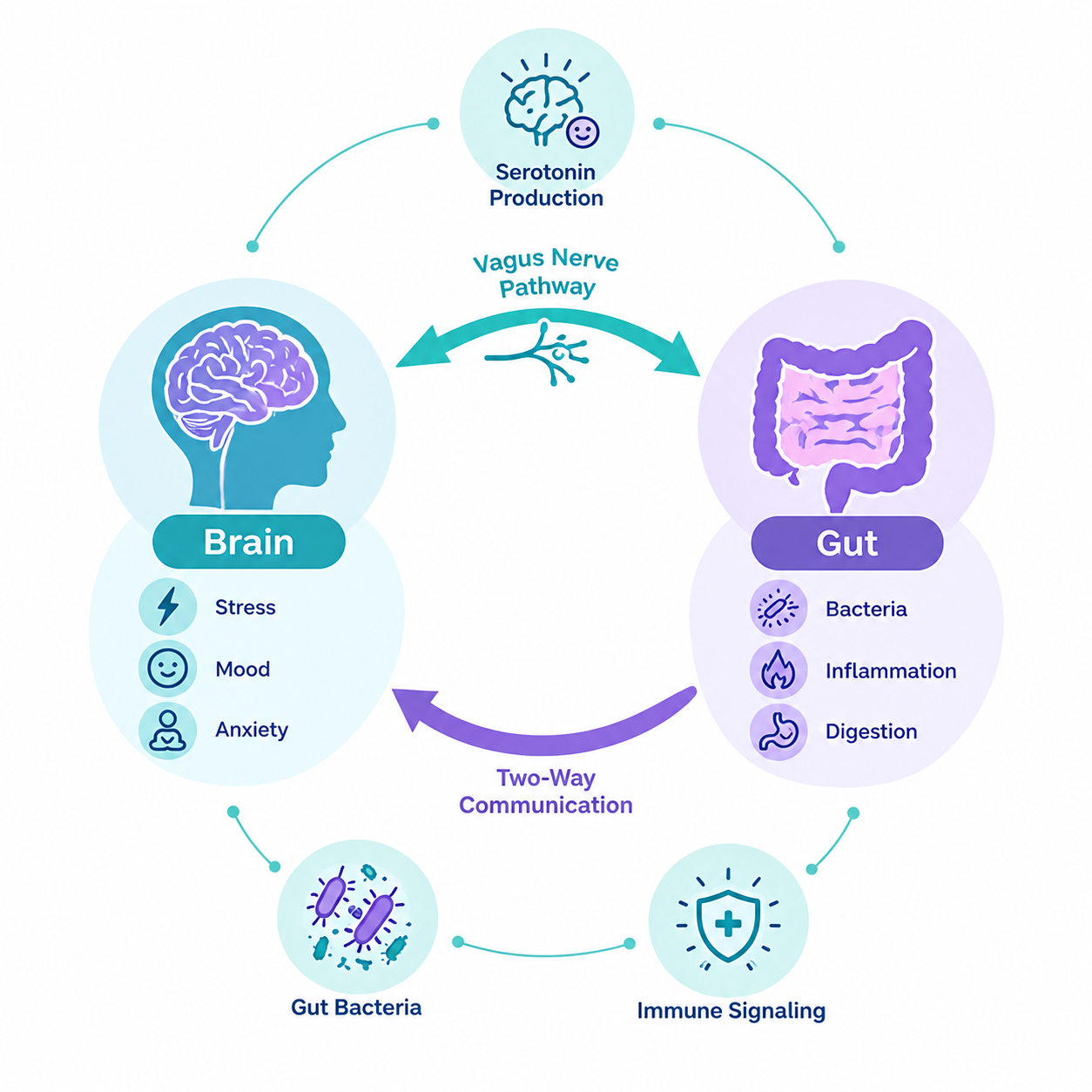 Infographic showing the gut-brain connection as a two-way loop between brain functions like mood and stress, and gut functions like bacteria and digestion 